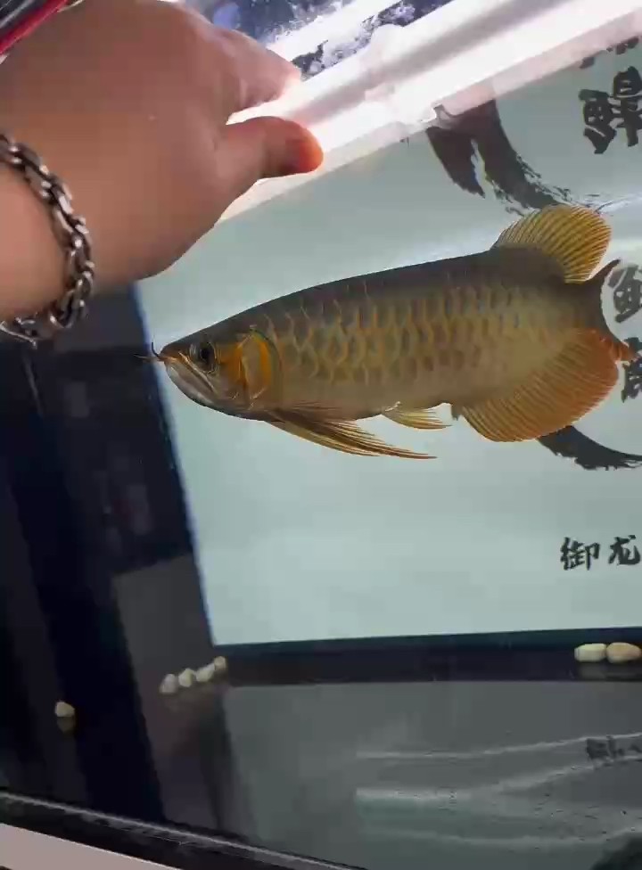 自己培養一條玩玩 自己培養一條玩玩 龍魚論壇 第1張