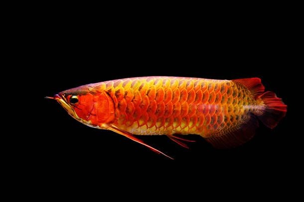 老孫龍魚背景介紹怎么寫老孫龍魚背景介紹：老孫龍魚的背景介紹