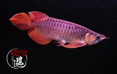 紅龍魚最佳溫度是多少度（紅龍魚最佳發色溫度是多少）