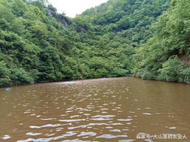 龍魚缺氧幾個小時能死：如何檢測魚缸氧氣含量