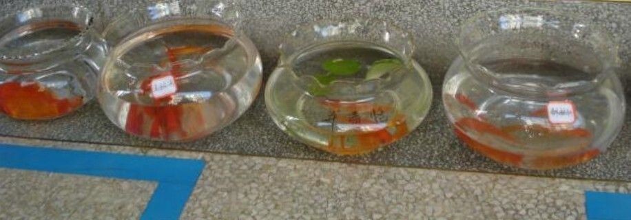 魚缸飼養密度最佳實踐：如何根據不同種類的魚來確定最佳飼養密度