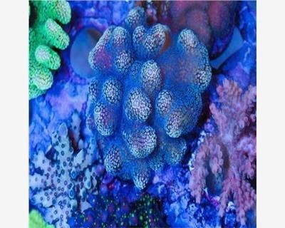 淡水魚缸飼養(yǎng)注意事項(xiàng)淡水魚缸飼養(yǎng)注意事項(xiàng)飼養(yǎng)注意事項(xiàng)：淡水魚缸可以放鹽嗎