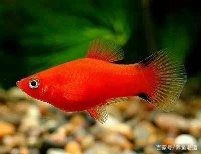紅箭魚混養最合適的魚缸指南紅箭魚混養的魚缸指南：如何選擇一個適合紅箭魚混養的魚缸？