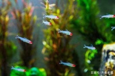 紅箭魚混養最合適的魚缸指南紅箭魚混養的魚缸指南：如何選擇一個適合紅箭魚混養的魚缸？