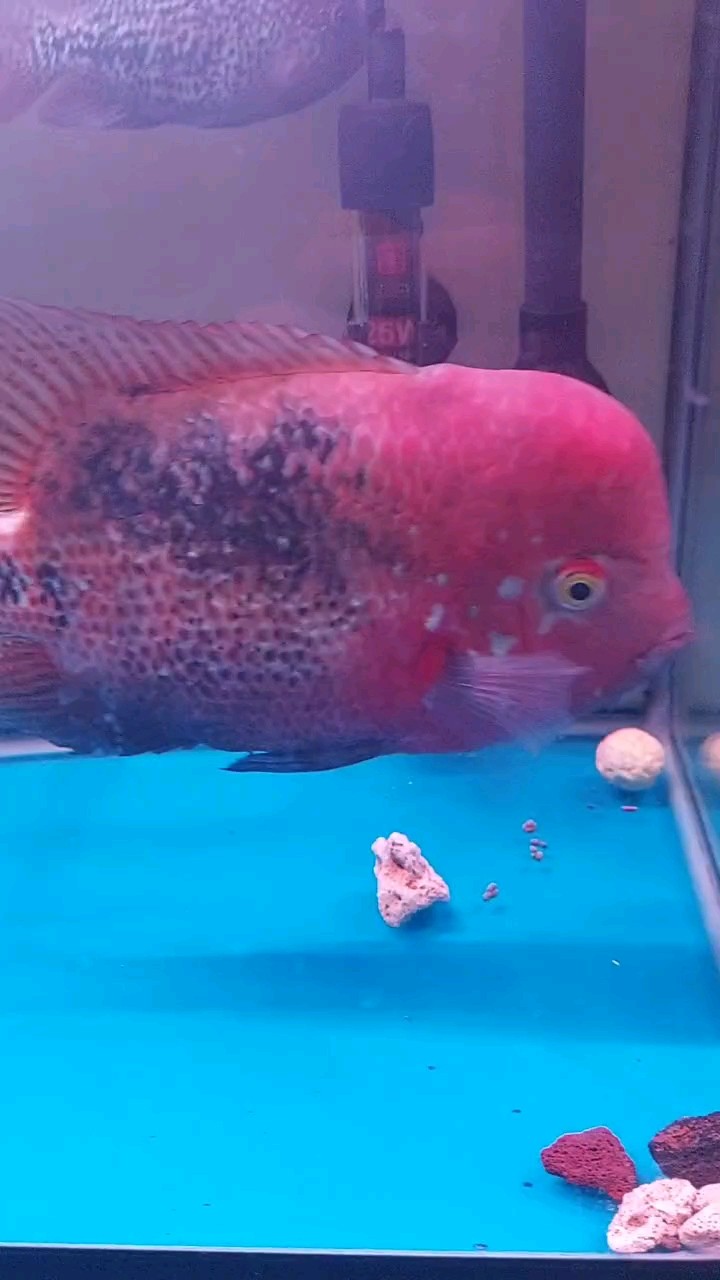 古典今天入魚缸記錄一下