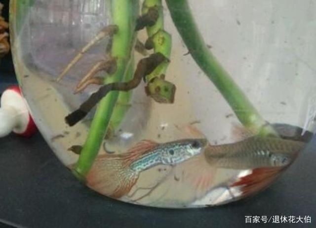魚缸內植物選擇與養護：幾種適合在魚缸內種植的植物