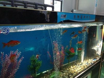 光合細(xì)菌在魚缸養(yǎng)殖中的應(yīng)用：光合細(xì)菌在水產(chǎn)養(yǎng)殖中有著廣泛的應(yīng)用及合理配置水產(chǎn)養(yǎng)殖 光合細(xì)菌在魚缸養(yǎng)殖中的應(yīng)用：光合細(xì)菌在水產(chǎn)養(yǎng)殖中有著廣泛的應(yīng)用及合理配置水產(chǎn)養(yǎng)殖 魚缸百科 第3張