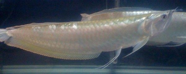 銀龍魚苗消化不良癥狀：銀龍魚苗消化不良癥狀包括厭食、離群、體色變暗或發黑