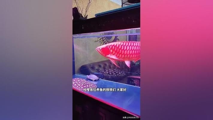 剛到家的龍魚不吃食：六角龍魚不吃東西怎么辦