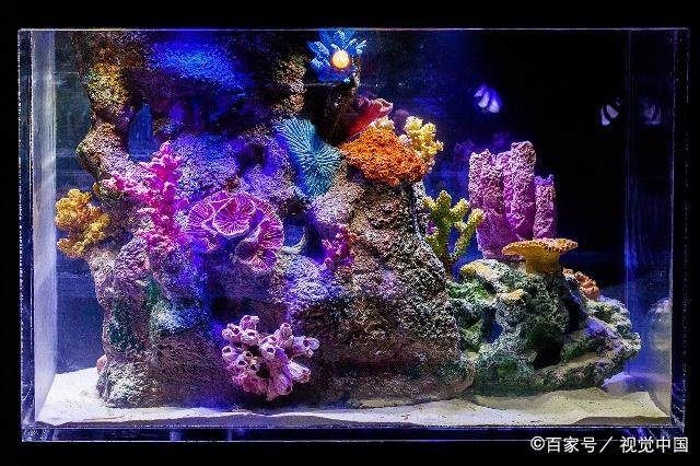 閩江魚缸容易爆缸嗎：如何檢測魚缸玻璃質量