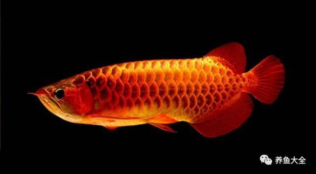 龍魚腹水病有哪些常見誤區？