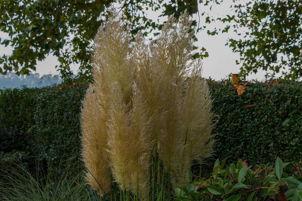 鄒城市唐村鎮金塘花卉園（鄒城市唐村鎮金塘花卉園地址）