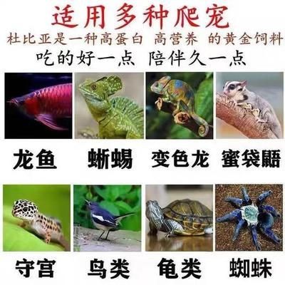 蟑螂喂龍魚怎么處理：喂食龍魚的蟑螂應(yīng)該保持干凈衛(wèi)生以減少細菌和寄生蟲的風(fēng)險