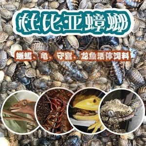 蟑螂喂龍魚怎么處理：喂食龍魚的蟑螂應(yīng)該保持干凈衛(wèi)生以減少細菌和寄生蟲的風(fēng)險