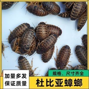 蟑螂喂龍魚怎么處理：喂食龍魚的蟑螂應(yīng)該保持干凈衛(wèi)生以減少細菌和寄生蟲的風(fēng)險