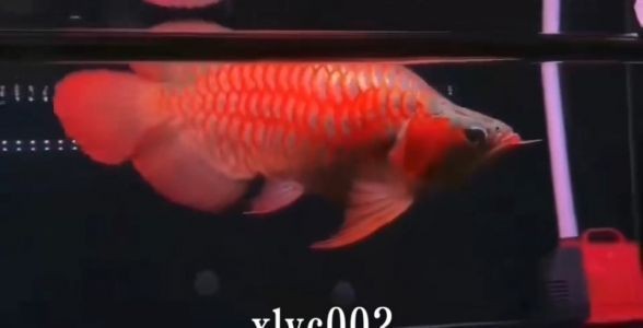 紅龍45公分還是金色