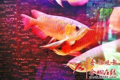 紅龍45公分還是金色