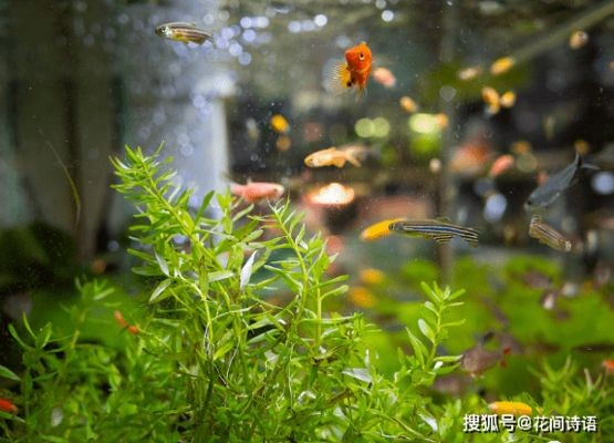 適合在魚缸里養的花：幾種適合在魚缸里養的植物