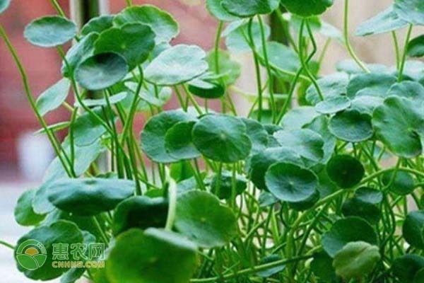 適合在魚缸里養(yǎng)的花：幾種適合在魚缸里養(yǎng)的植物