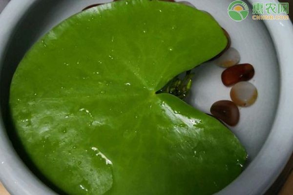 適合在魚缸里養(yǎng)的花：幾種適合在魚缸里養(yǎng)的植物