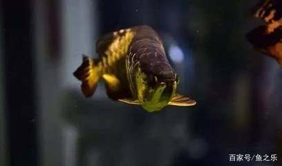 龍魚的句子心情說說,關于龍魚的句子心情說說 龍魚百科 第3張 龍魚的句子心情說說,關于龍魚的句子心情說說 龍魚的句子心情說說,關于龍魚的句子心情說說 龍魚百科 第3張