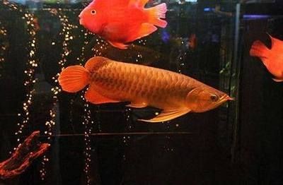 龍魚的句子心情說說,關于龍魚的句子心情說說 龍魚百科 第5張 龍魚的句子心情說說,關于龍魚的句子心情說說 龍魚的句子心情說說,關于龍魚的句子心情說說 龍魚百科 第5張