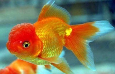 龍魚的句子心情說說,關于龍魚的句子心情說說 龍魚百科 第1張 龍魚的句子心情說說,關于龍魚的句子心情說說 龍魚的句子心情說說,關于龍魚的句子心情說說 龍魚百科 第1張