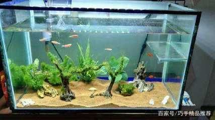 觀賞魚缸換水后用放鹽嗎視頻（觀賞魚缸換水后加鹽可以起到殺菌的作用，養(yǎng)魚人士必須掌握）