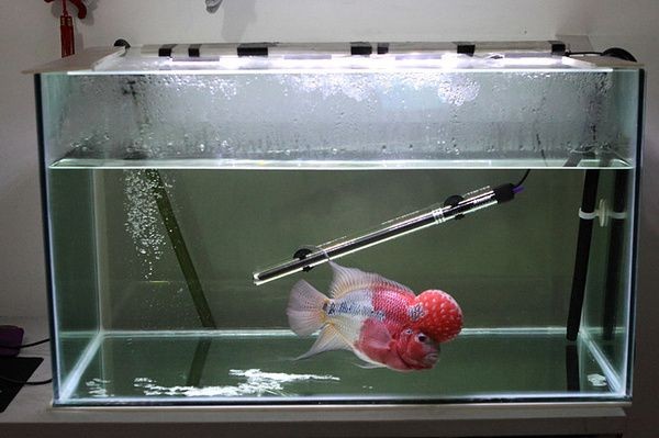 魚缸加熱棒的安全使用指南魚缸加熱棒的安全使用指南：智能魚缸加熱棒的安全使用指南魚缸加熱棒的安全使用指南