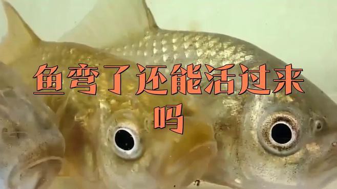 如何預防龍魚身體彎曲？