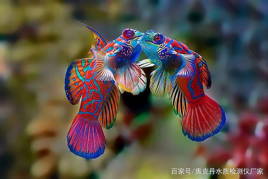 如何預防龍魚身體彎曲？