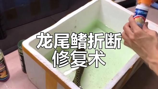 龍魚麻醉注意什么
