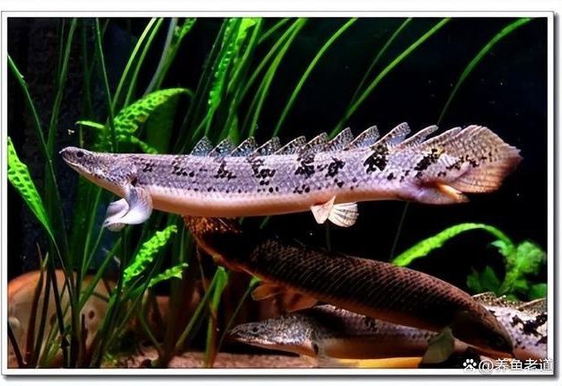 龍魚尾巴咬掉一塊能長出來嗎：龍魚尾巴咬掉一塊后能長出來嗎飼養者需要注意以下幾點