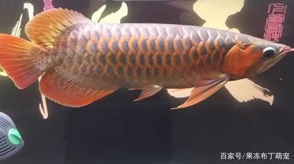 紅龍魚養幾條比較好（紅龍魚一缸可以養幾條？）