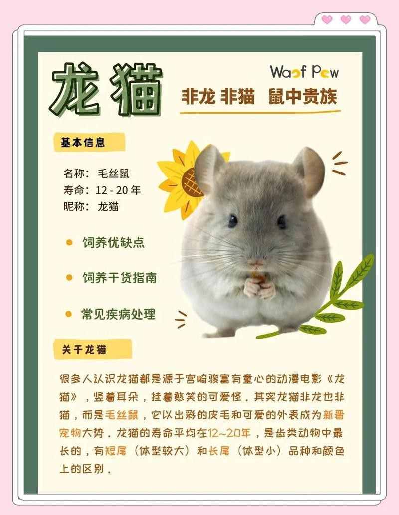 哪些品種的龍貓壽命更長？