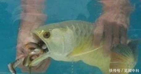 金龍魚嘴里有東西怎么弄出來：發現金龍魚嘴里有異物
