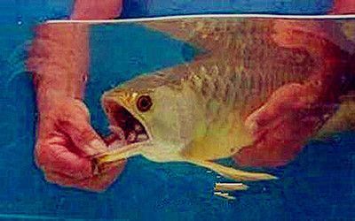 金龍魚嘴里有東西怎么弄出來：發現金龍魚嘴里有異物