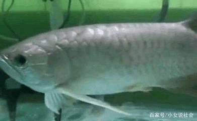 金龍魚嘴里有東西怎么弄出來：發現金龍魚嘴里有異物