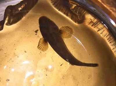 飛龍魚是什么魚：飛龍魚是一個(gè)相對(duì)模糊的概念，可以指代多種魚類種類