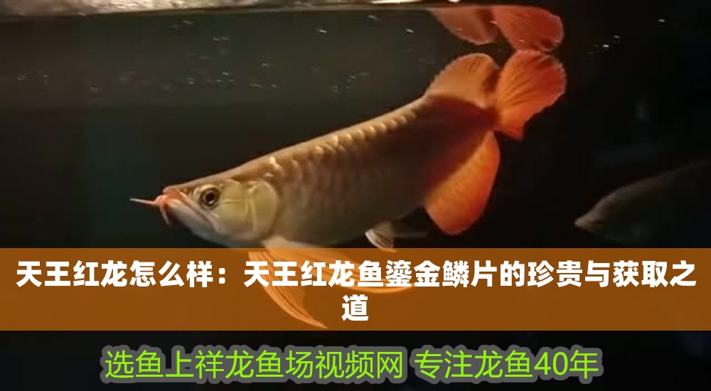 天王紅龍怎么樣:天王紅龍魚鎏金鱗片的珍貴與獲取之道 龍魚百科 第1張 天王紅龍怎么樣:天王紅龍魚鎏金鱗片的珍貴與獲取之道 天王紅龍怎么樣:天王紅龍魚鎏金鱗片的珍貴與獲取之道 龍魚百科 第1張