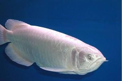 怎么克服龍魚怕光的情緒：如何調節龍魚怕光與水質關系,龍魚適應新環境技巧