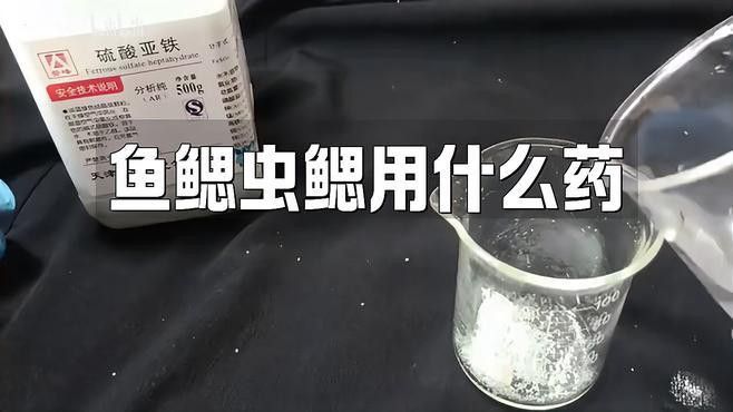 龍魚(yú)感染鰓蟲(chóng)后如何治療？