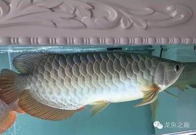 大白龍魚多少錢一只：大白魚和龍魚的價格在每斤30元左右，多少錢一只
