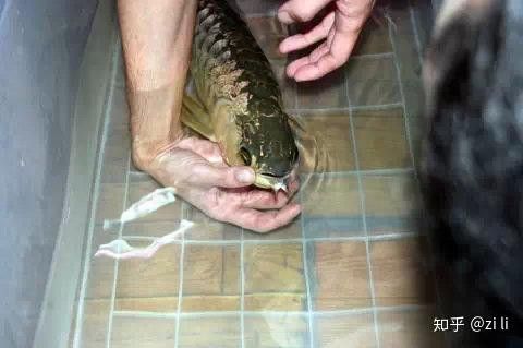 金頭金龍魚多久繁殖一次？