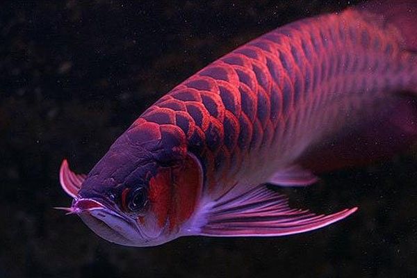 龍魚漂在水面不動