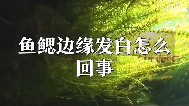 金龍魚魚鰓發白