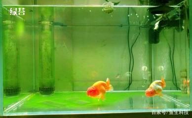 龍魚缸可以養什么魚：適合與龍魚混養的幾種魚 龍魚缸可以養什么魚：適合與龍魚混養的幾種魚 龍魚百科 第1張