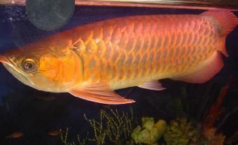 一米長五十寬的魚缸養(yǎng)龍魚合適嗎：一個(gè)一米長五十寬的魚缸養(yǎng)龍魚合適嗎，養(yǎng)龍魚的建議