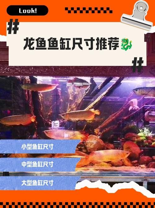 龍魚(yú)的養(yǎng)殖方法和注意事項(xiàng)圖片大全