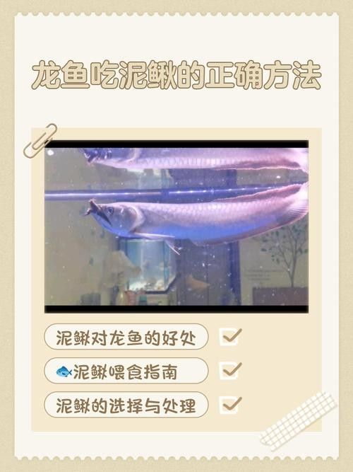 龍魚(yú)的養(yǎng)殖方法和注意事項(xiàng)圖片大全